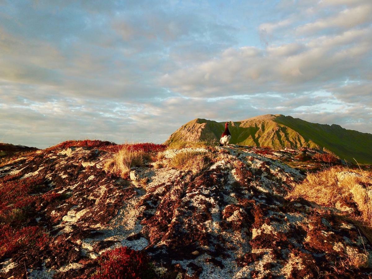 Midnight Sun View Lofoten Leknes Exterior photo